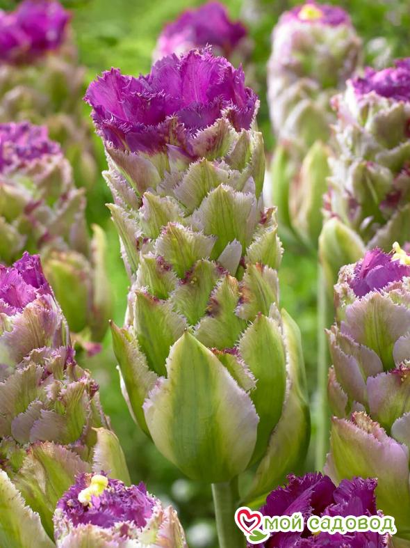 Тюльпан Пурпл Тауэр